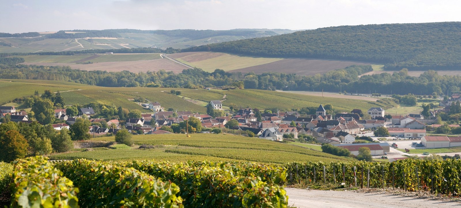 Détail d'une grappe de raisin Meunier, dans nos vignes sur notre parcelle située à Épernay